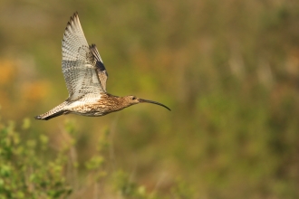 Curlew