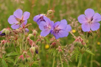 Meadow crane's bill