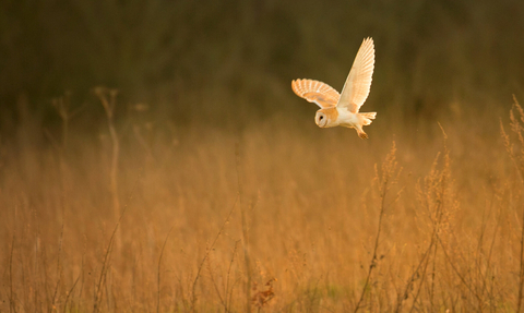 Identify birds of prey  Lincolnshire Wildlife Trust