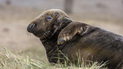 Grey Seal