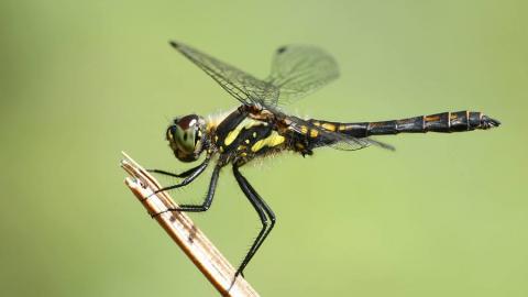 Black Darter Dragonfly