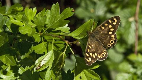 Speckled Wood