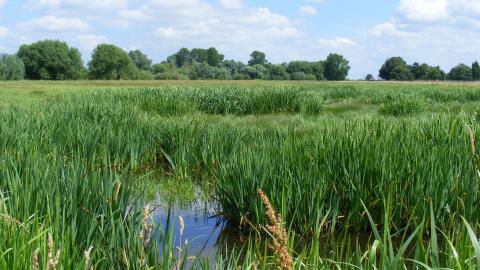 Baston Fen