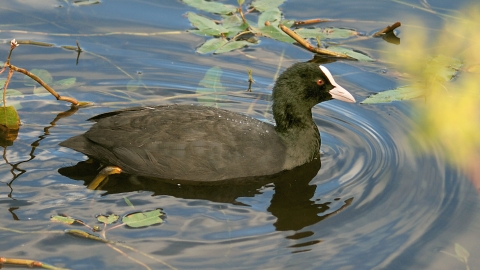 Coot