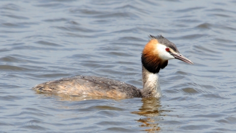 Crested Grebe