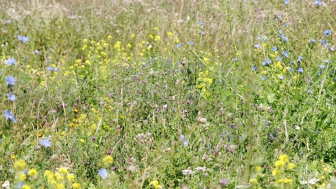 Frampton Marsh