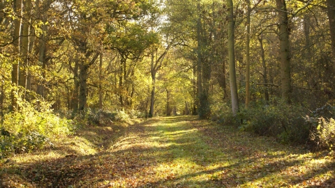 Hoplands Wood