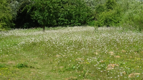 Kirkby Gravel Pit