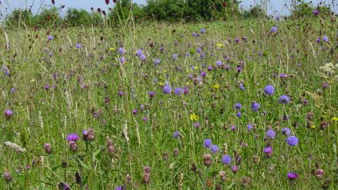 Heath's Meadows | Lincolnshire Wildlife Trust