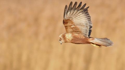 Marsh Harrier