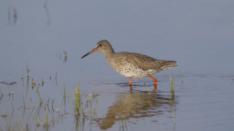 Redshank