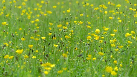 Sotby Meadows