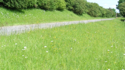 South Witham Verges