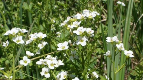 Sow Dale large bittercress