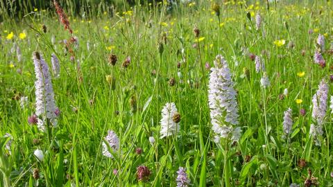 Willoughby Meadow