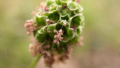 Salad burnet