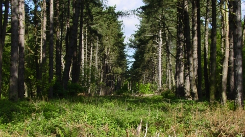 Roughton Moor