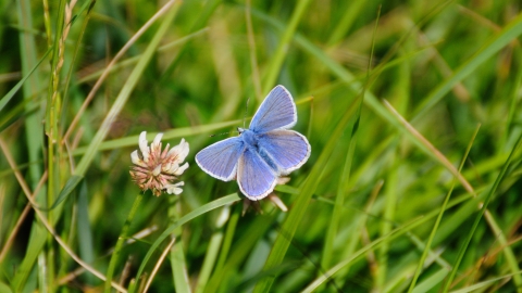 Common blue butterfly