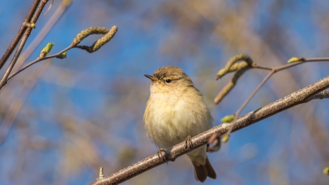 Chiffchaff