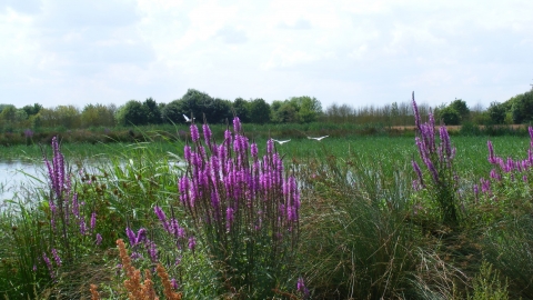 Willow Tree Fen