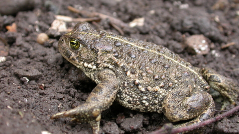 Natterjack toad