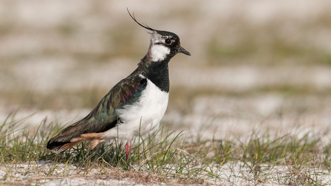 Lapwing