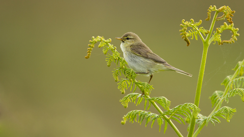 A willow warbler perched on the end of a green plant