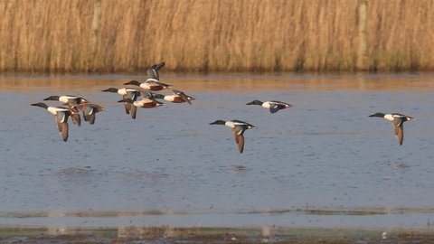 Group of shoveler ducks flying low over water (C) Garry Wright