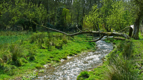 Swaby Vale chalk stream