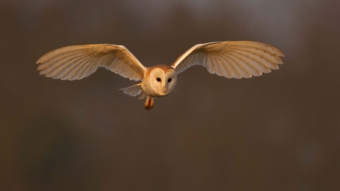 Barn owl 