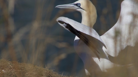 Gannet