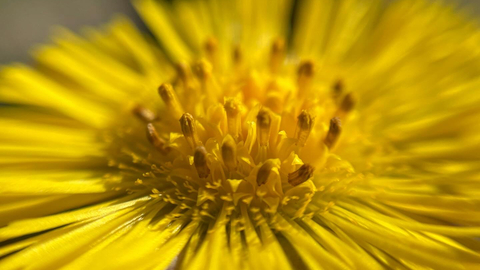 Early spring flower at Whisby