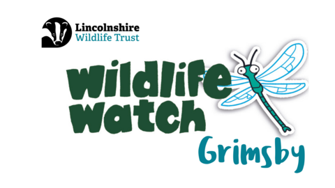 Wildlife Watch Grimsby