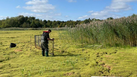 Moving temporary fencing to protect expanding reedbed at Whisby