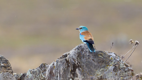 Roller on rock in Extremadura