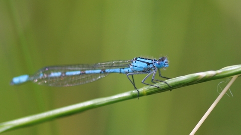 Common blue damselfly