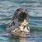 grey seal with head out of water 