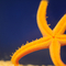 Starfish species