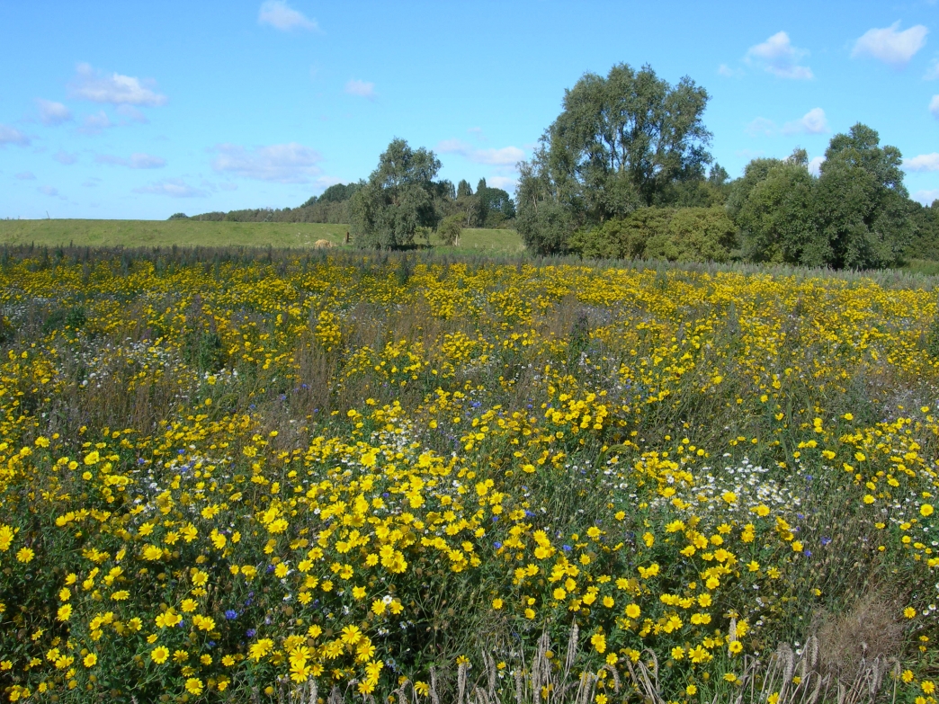 Willow Tree Fen | Lincolnshire Wildlife Trust