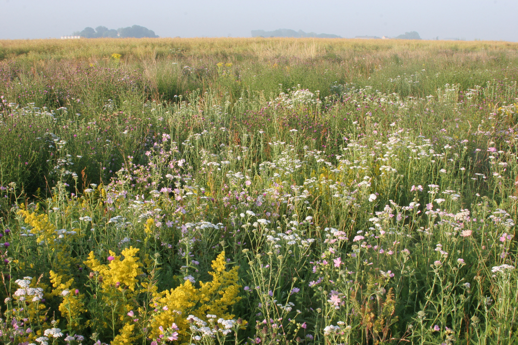 Vine House Farm | Lincolnshire Wildlife Trust