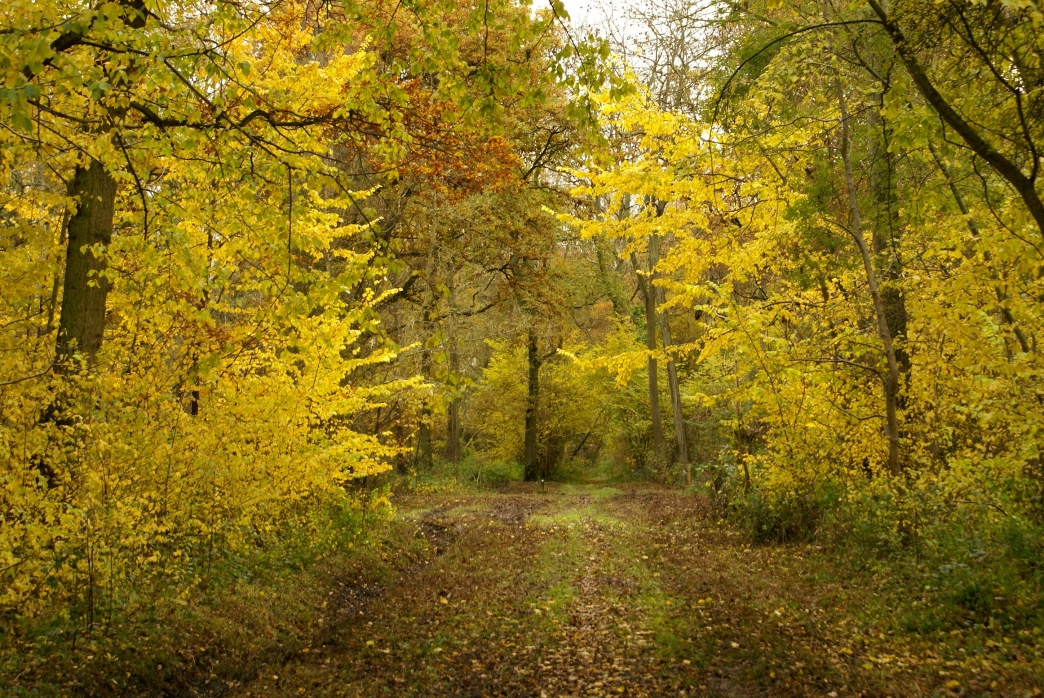 Autumn woodlands | Lincolnshire Wildlife Trust