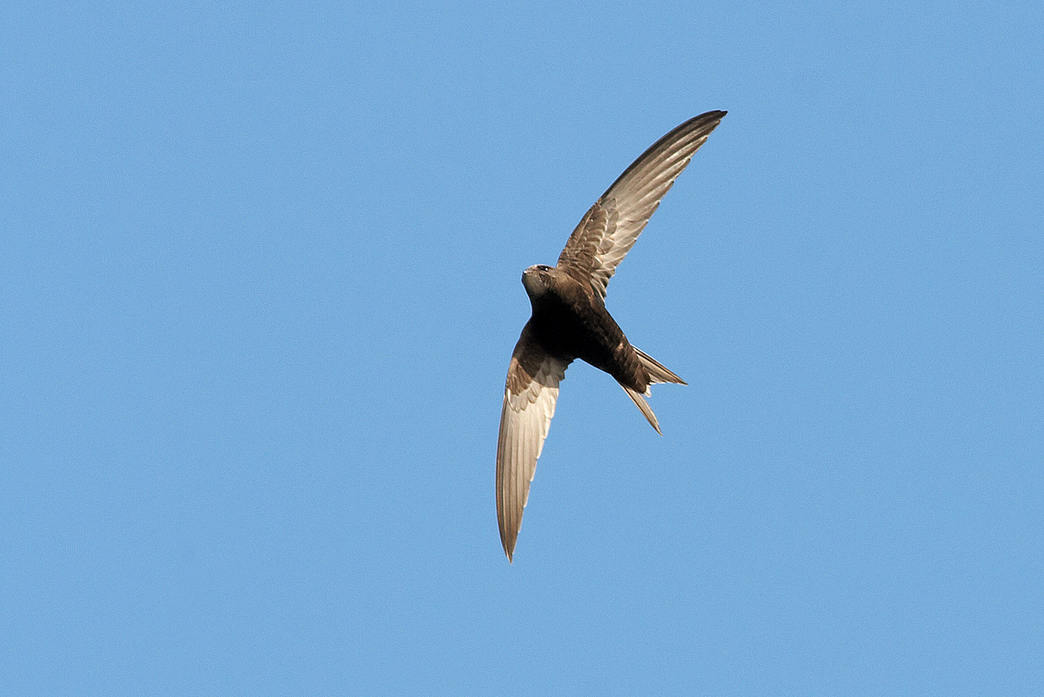 Identify swifts, swallows and martins | Lincolnshire Wildlife Trust