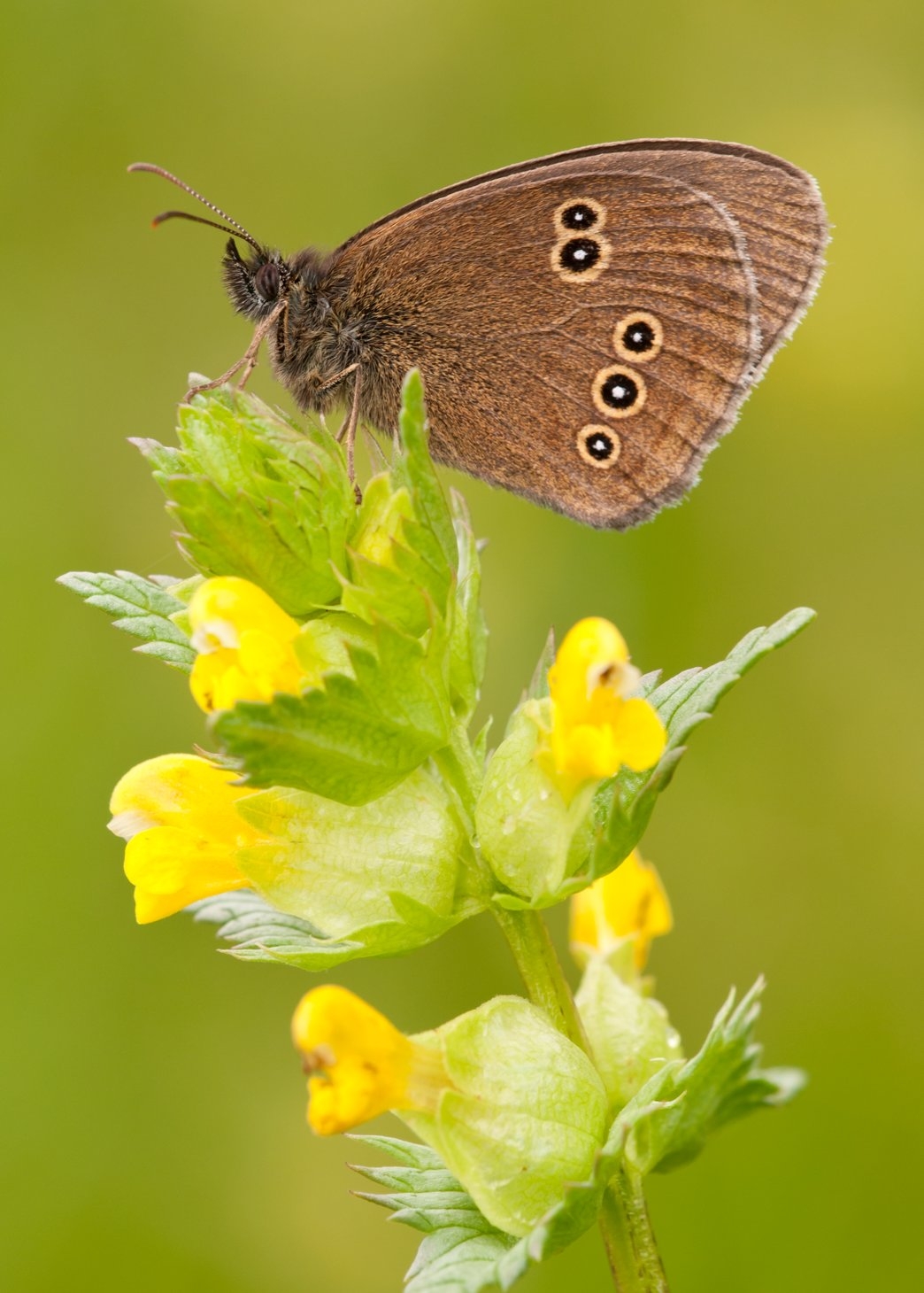 Wildflower Meadows | Lincolnshire Wildlife Trust