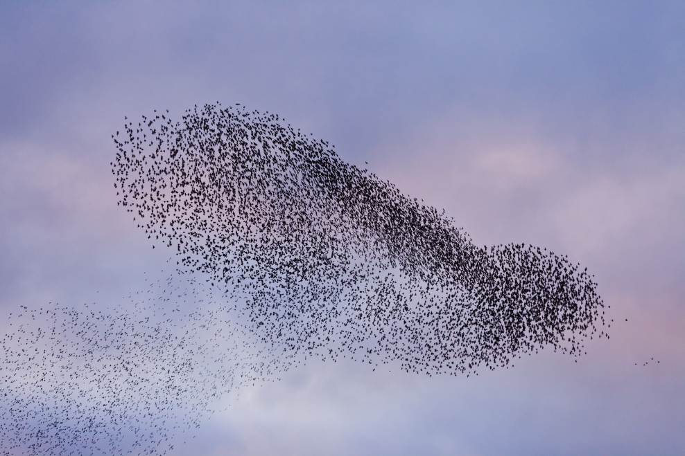 Far Ings | Lincolnshire Wildlife Trust