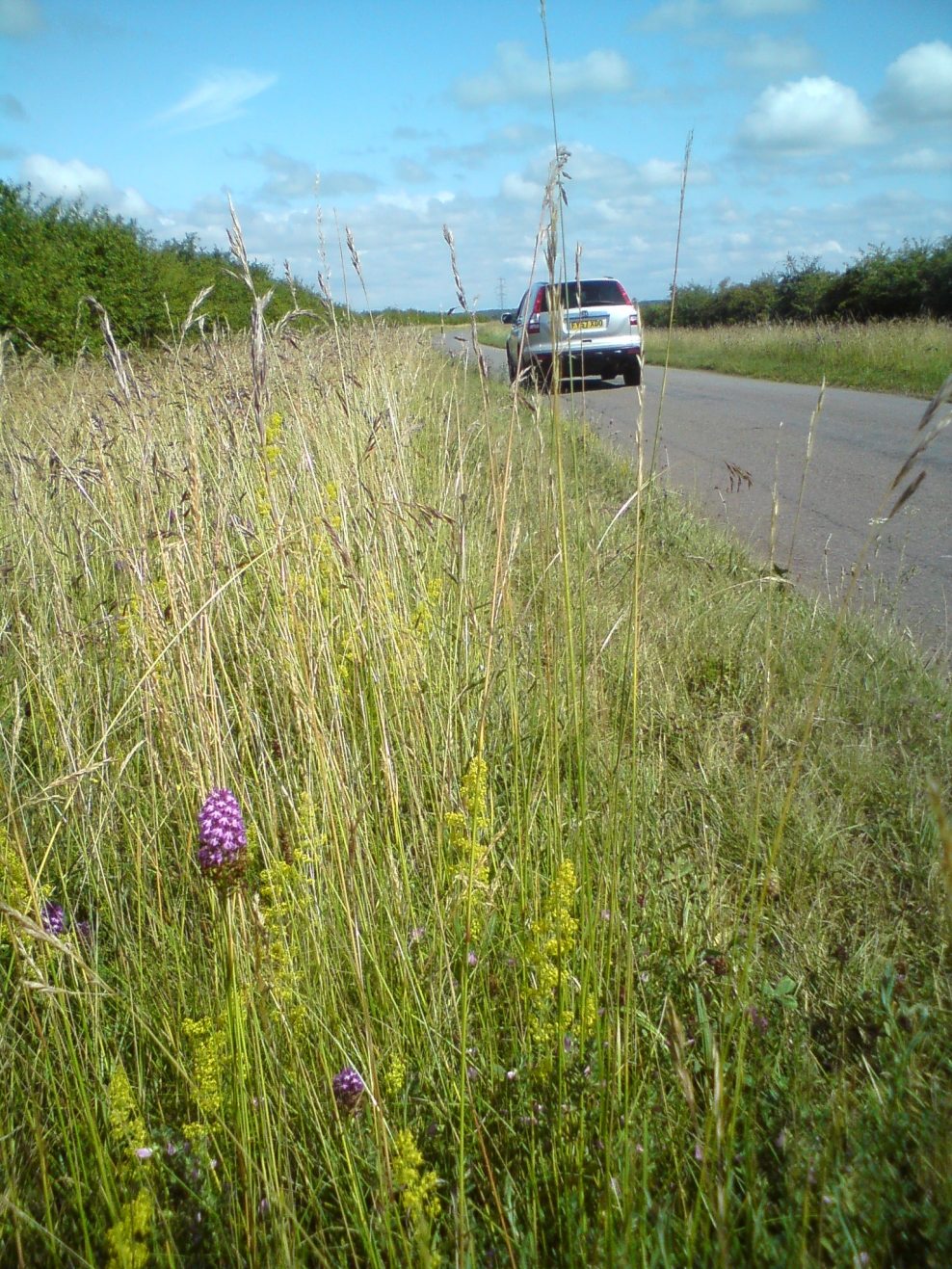 Roadside nature reserves | Lincolnshire Wildlife Trust