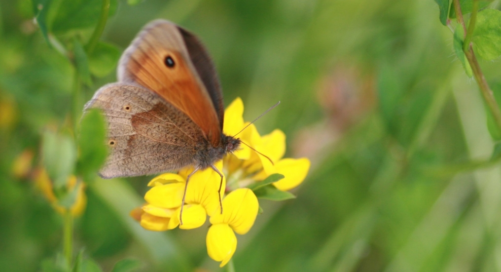 Wildflower Meadows | Lincolnshire Wildlife Trust