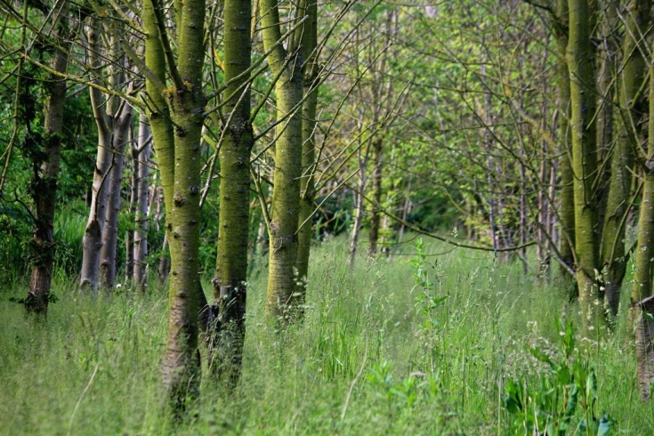 Willow Tree Fen | Lincolnshire Wildlife Trust