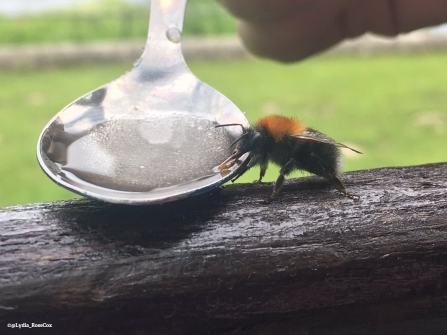 Bee