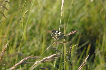 Marbled white butterfly