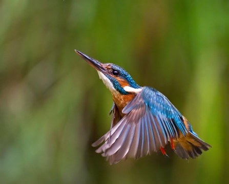 Kingfisher